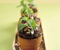 Flowerpot cakes