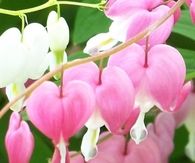 Pink bleeding hearts