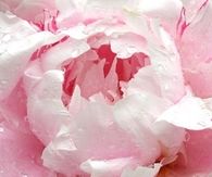 Pale pink peony