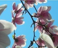 Magnolia tree