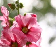Hollyhocks
