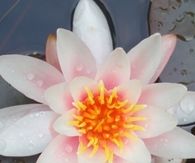 Water lily