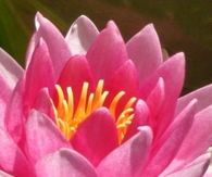 Water lily