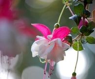 Fuchsia
