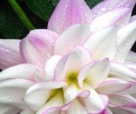 Dahlia