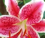 Hot pink lily