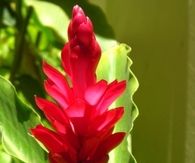 Ornamental ginger