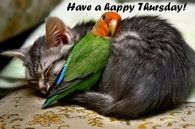 Have a happy thursday