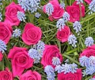 Grape hyacinths and pink roses