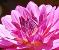 Brushstroke peony
