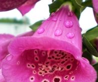 Digitalis