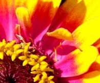 Zinnia