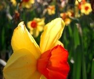 Multicolored daffodil