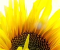 Beautiful sunflower