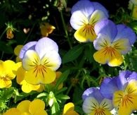 Violas