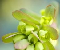 Lime green euphorbia buds