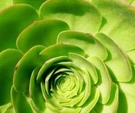 Aeonium