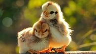 Animals & Birds