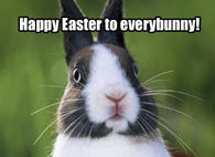 Happy Easter to everybunny