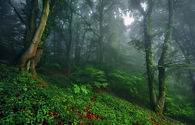 Woodland dreams