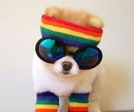 80's dog
