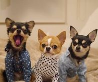Polka dot cuties