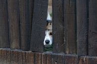 Spying dog