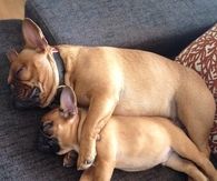 Cuddling dogs