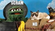 Oscar and Grumpy Cat