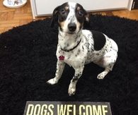 Dogs welcome