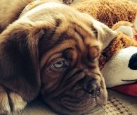 Sweet wrinkled face