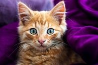 Tabby cat