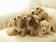 Dachshund family