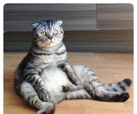Sitting cat