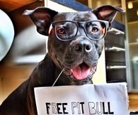 Free pit bull kisses