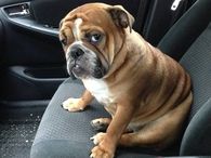 Bulldog passenger