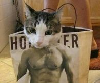 Hollister cat