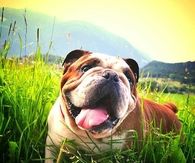 Happy bulldog