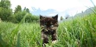 Kitten in the grass