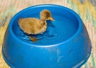 Duck in dog bowl