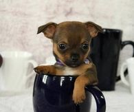 Tiny chihuaha