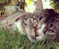 Bored cat