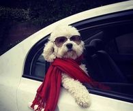Mr. Movie star