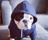 Tough lil guy