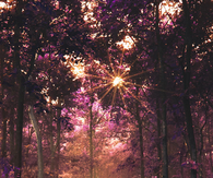 Purple pathway