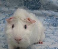 My guineapig<3