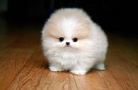 Darling Pomeranian