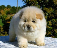 Chow Puppy