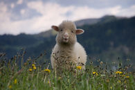 Happy Sheep