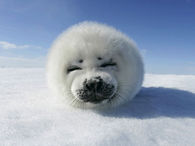 Seal Pup